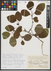 Foto von Salix pyrolifolia Ledeb.